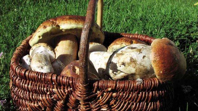 Joli panier de cèpe