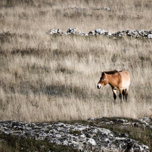 Instagram #lozere