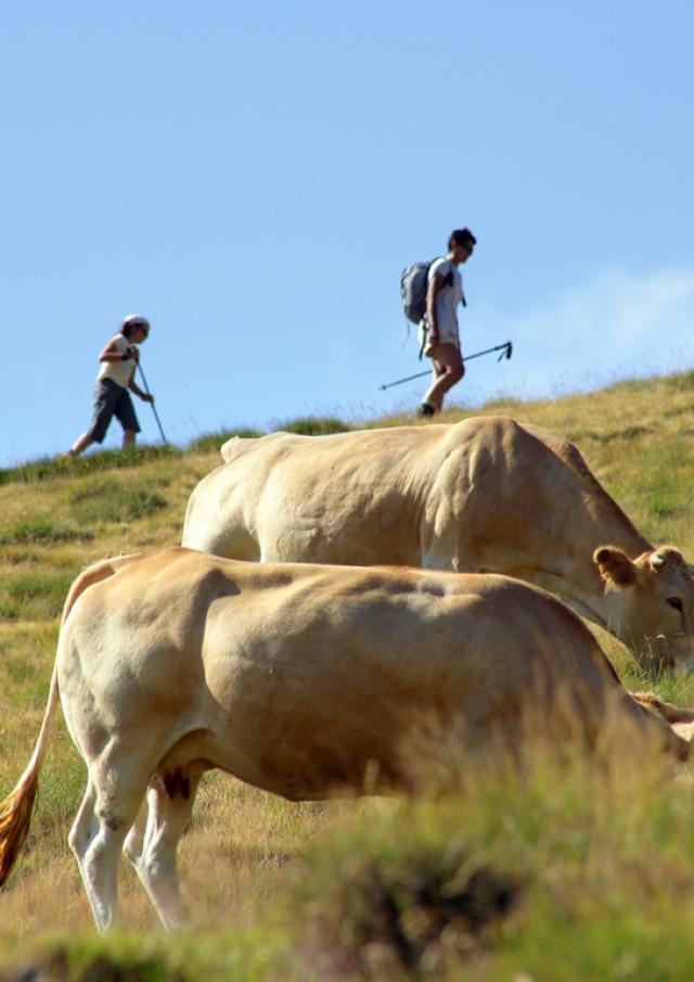 Rando Vache Phovoir (1)