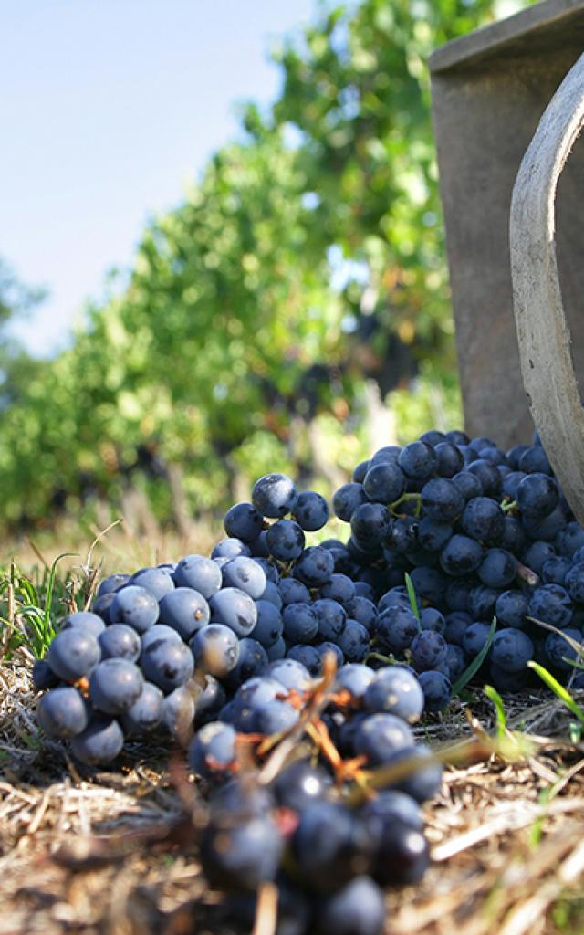 Wein Vendange Degustation Phovoir (9)