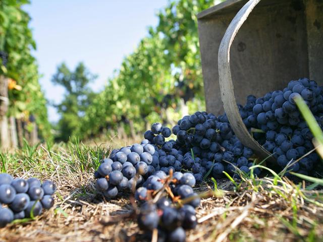 Wein Vendange Degustation Phovoir (9)