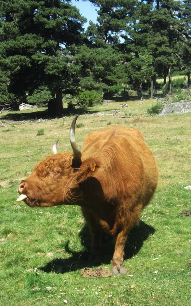 Toison D'Or 6©v.monteilhet