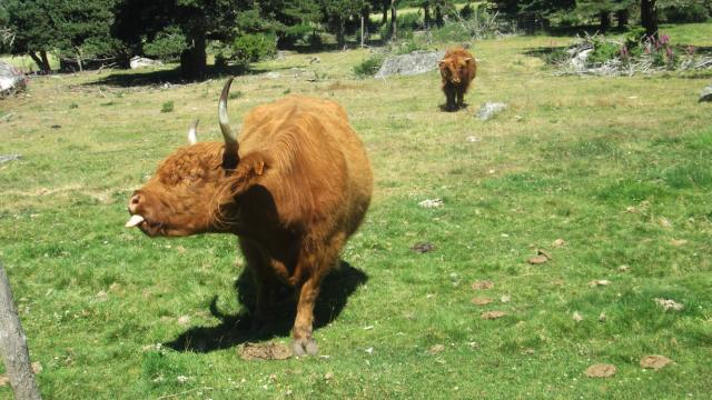 Toison D'Or 6©v.monteilhet