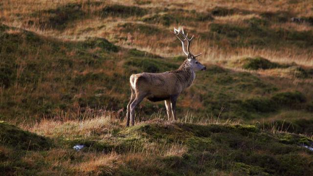 Cerf@hannah Wilbraham Pixabay