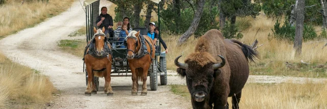 Reserve de Bisons d'Europe en Margeride - Lozère (48)
